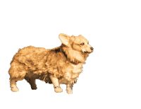 Swan Lake Dance Sticker by New York City Center