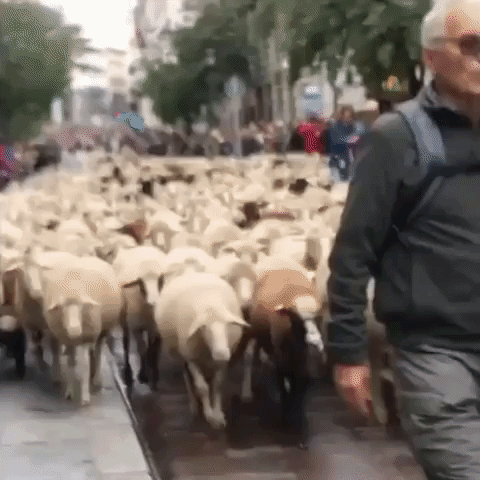 Thousands of Sheep Flock to Madrid Streets for Annual Festival