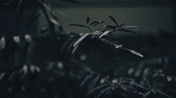 plant in the wind