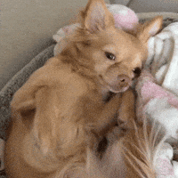 Sleepy In Bed GIF