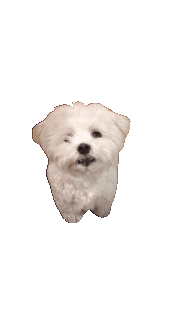 valerie-grand dog puppy shut up coco Sticker