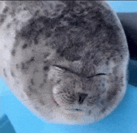 Seal GIF