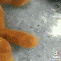 brokendishes bear vote stone chester GIF
