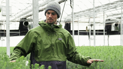 akodia12 giphyupload GIF