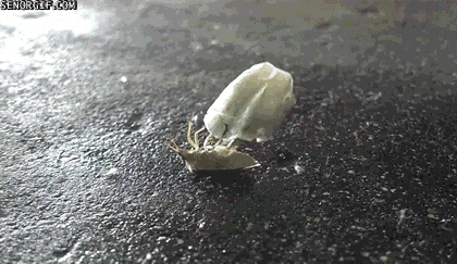 Muscles Bugs GIF