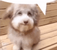 Dog Cute Shipost GIF