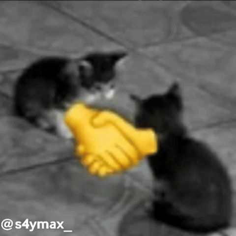 S4ymax giphyattribution cat high five cat handshake s4ymax GIF