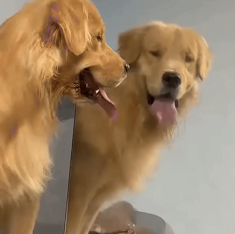 cuteanimalland giphyupload GIF