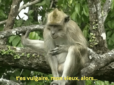 neivounid giphygifmaker monkey singe vulgaire GIF