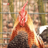 Where Are You What GIF by TRT