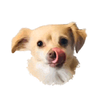 ohangeltears dog puppy doggo south Sticker