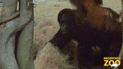 Hungry Easter Eggs GIF by Brookfield Zoo