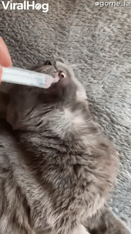 Cat Eagerly Takes Its Medicine