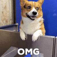 Dog Omg GIF