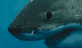 shark GIF