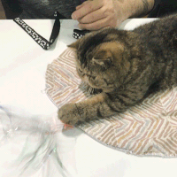 westminster dog show dogs GIF by Westminster Kennel Club