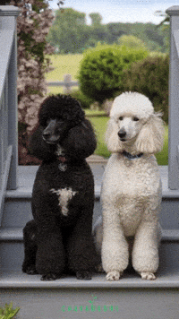 White Dog Dogs GIF by Caavakushi