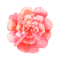 Flowers Flores Sticker by JK Shopping DF