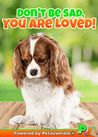 Valentines Day Love GIF by PetJuvenate - PJ