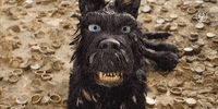 wes anderson no GIF by Fox Searchlight