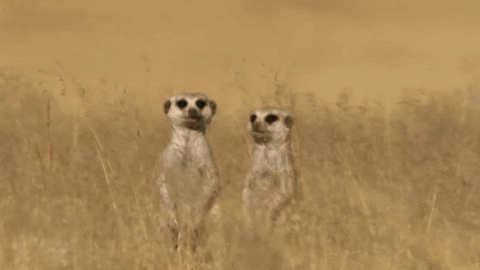 Wildlife gif. Sitting up in a grassy field, a meerkat turns toward another meerkat, hugs it and appears to give it a smooch. Text appears above them, "I love you," along with a growing red emoji heart.