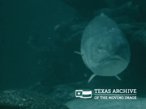 Big Fish Hello GIF by Texas Archive of the Moving Image