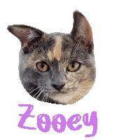 Cat Sticker