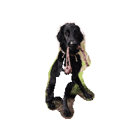 Flatcoatedretriever Sticker by Pawcordbyfranzi