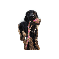 Flatcoatedretriever Sticker by Pawcordbyfranzi