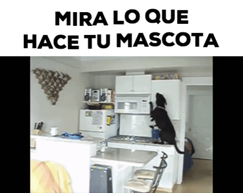 mauriciocorzo534a giphygifmaker perro GIF