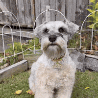 Cute Dog GIF