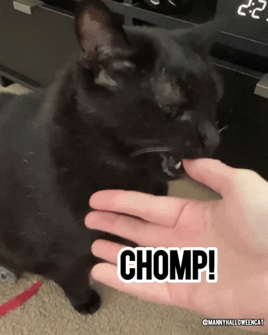 mannycat bite black cat chomp cat bite GIF