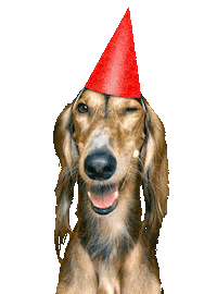 20Let Sticker by Super zoo