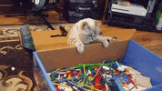kitten bowl countdown to valentine&#39;s day GIF by Hallmark Channel
