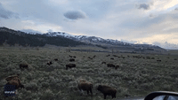 Bison Block Traffic in Yellowstone National Park
