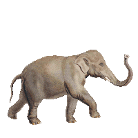 pimpelmees vogel aap olifant behang Sticker