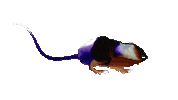 Endangered Species Mouse Sticker by Re:wild
