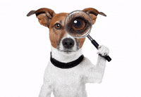 petwebinar petwebinar GIF