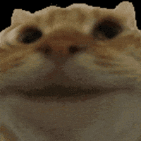 Cat Yes GIF