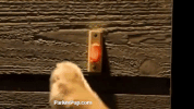 trick or treat dog GIF