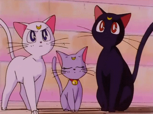 sailor moon cat GIF