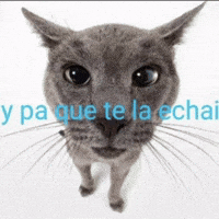 Chile GIF