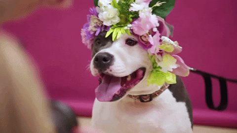 Animal Planet Flowers GIF by Puppy Bowl