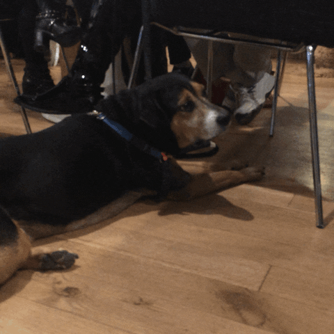 dogs trivia GIF by Bark