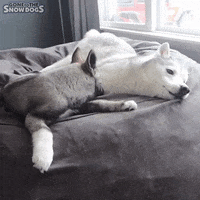 Hey You Attention GIF by Gone to the Snow Dogs