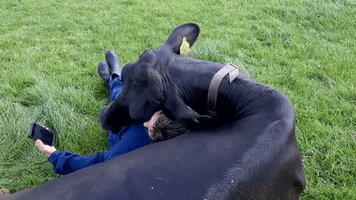 Cuddly Comfort Cows Make Visits to Dutch Farm 'Legen-dairy'