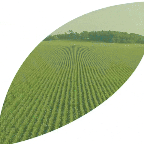 rainbowagrobrasil rainbow agro rainbowagro tudosobrecrescimento GIF