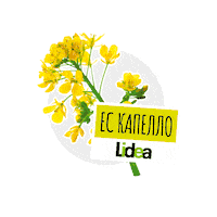 lidea_seeds canola rapeseed lidea lidea seeds Sticker