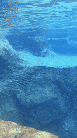 Seal Dodge GIF by Valley Zoo Development Society