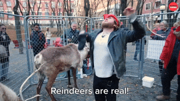 Reindeers Are Real!